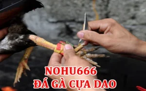 Đá gà cựa dao sôi động hấp dẫn