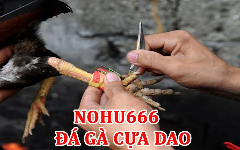 Đá gà cựa dao sôi động hấp dẫn